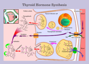 Cruciferous Vegetables and Thyroid Disease - The Paleo Mom