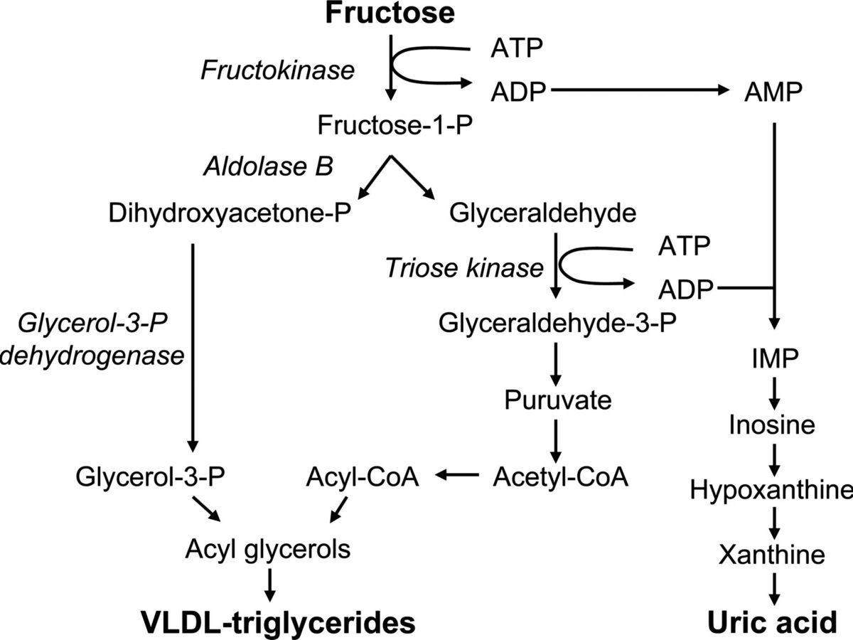 Fructose And Chronic Health Problems: Is Fructose A Key Player?