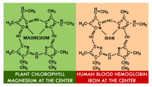 heme-chlorophyll-bad