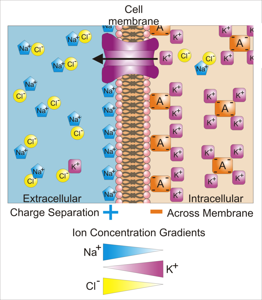 membrane potential