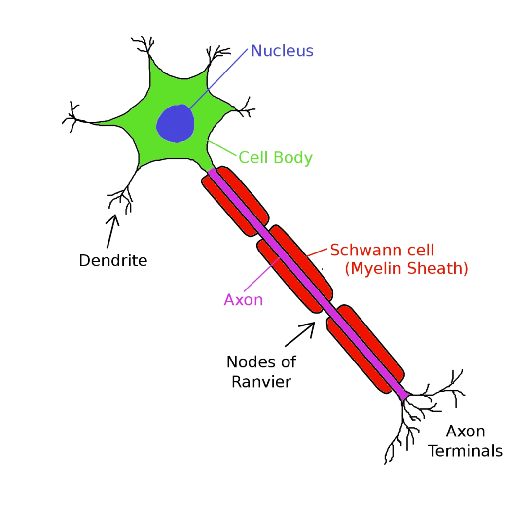 neuron