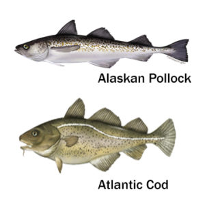 Cod vs Pollock