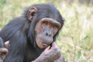 chimpanzee