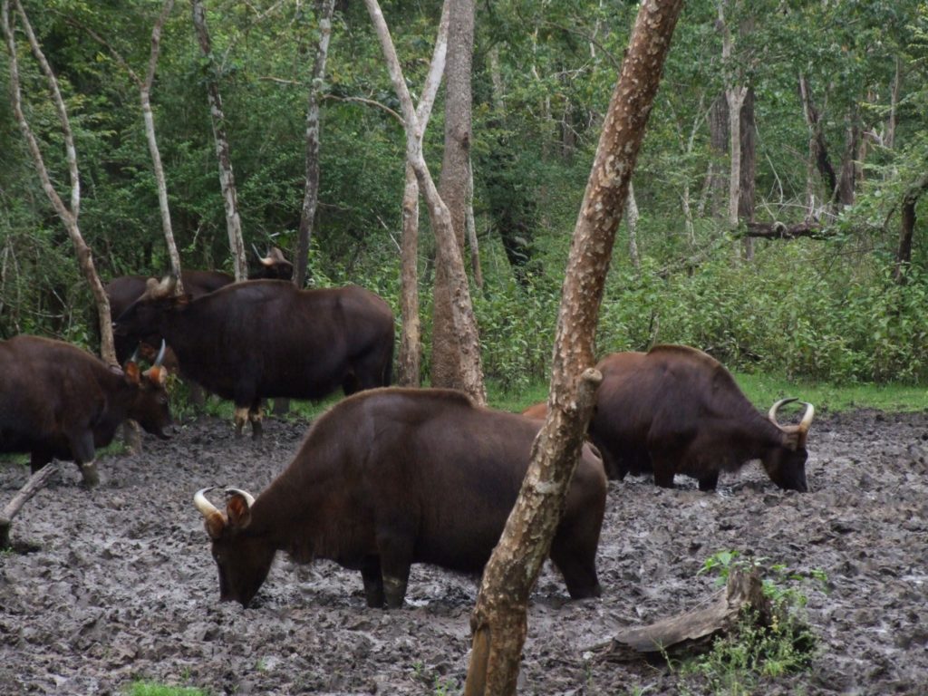 Wild Indian bison at a salt lick