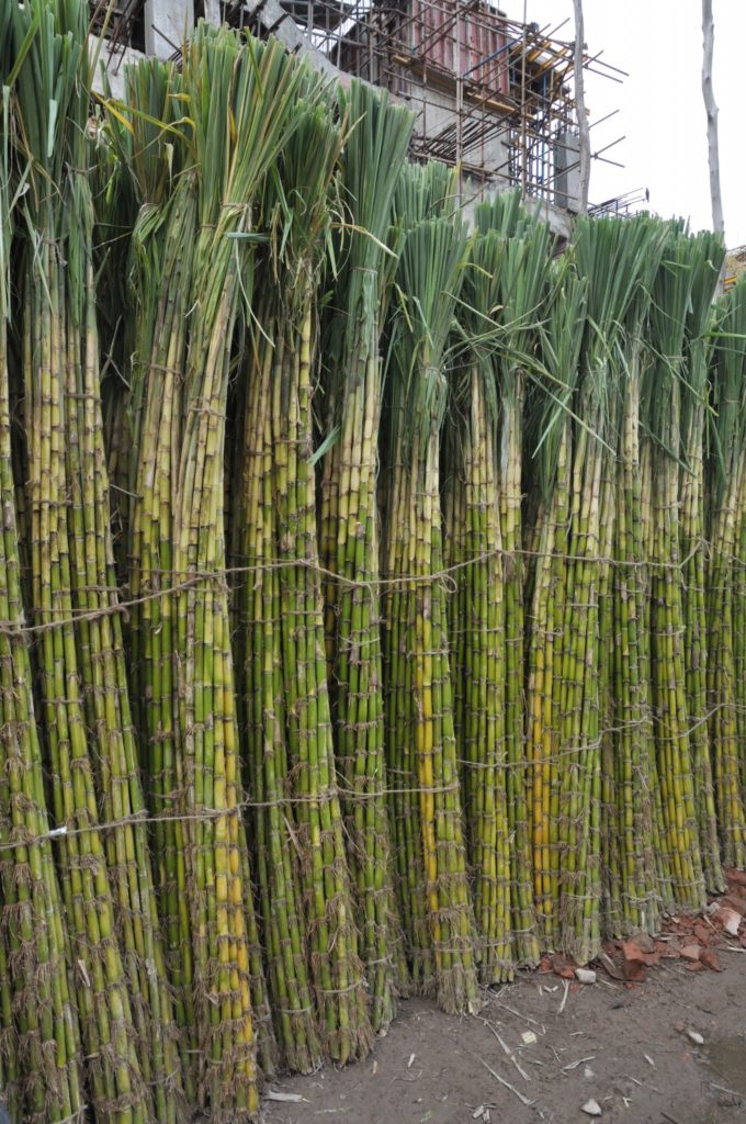 Sugarcane