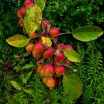 crabapples