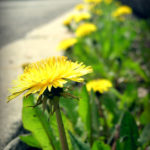 dandelion