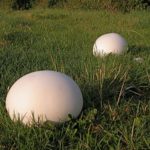 giant puffball