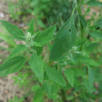 lambsquarters