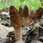 morels