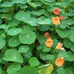 nasturtium