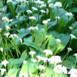 wild_garlic