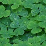 wood_sorrel_heart_shaped_leaves