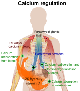 calcium_regulation