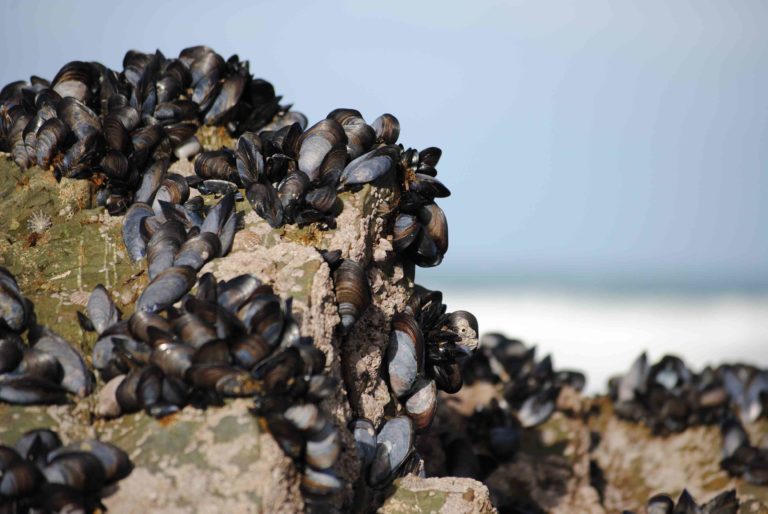 Shellfish Oysters, Clams & Mussels Are they Toxic or Nutritious?