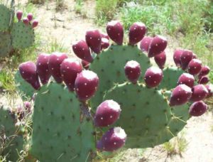 nopales