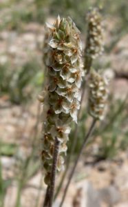 Plantago_ovata_close