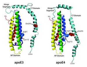 apoe3-apoe4