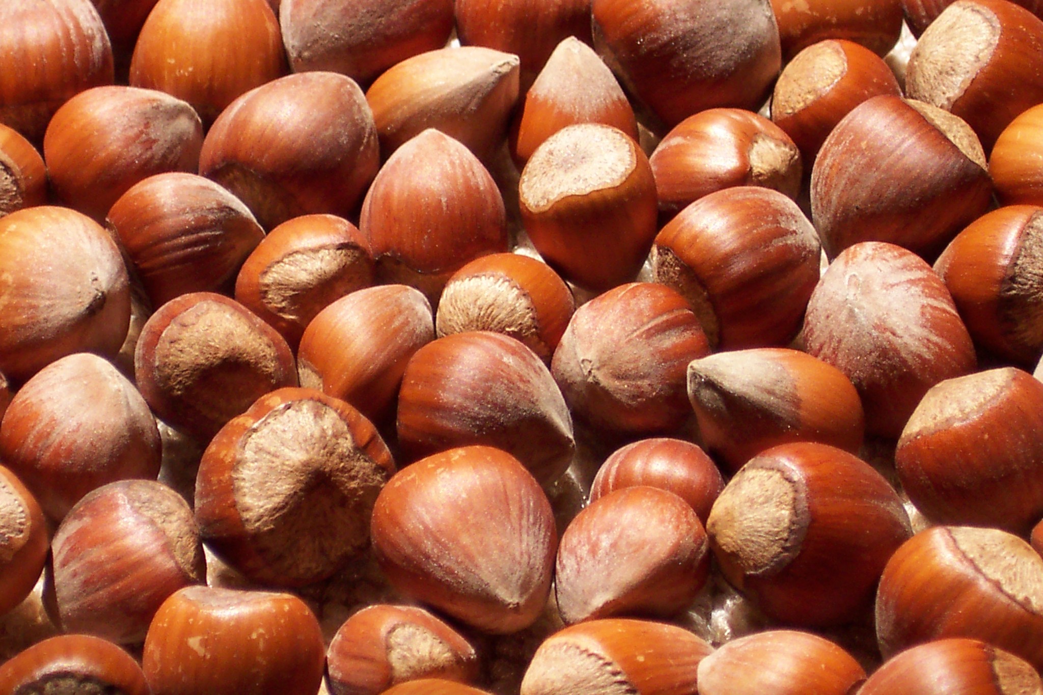 hazelnuts-the-paleo-mom