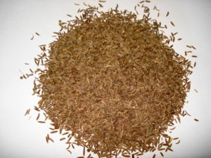 caraway