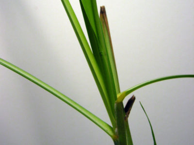 Lemongrass