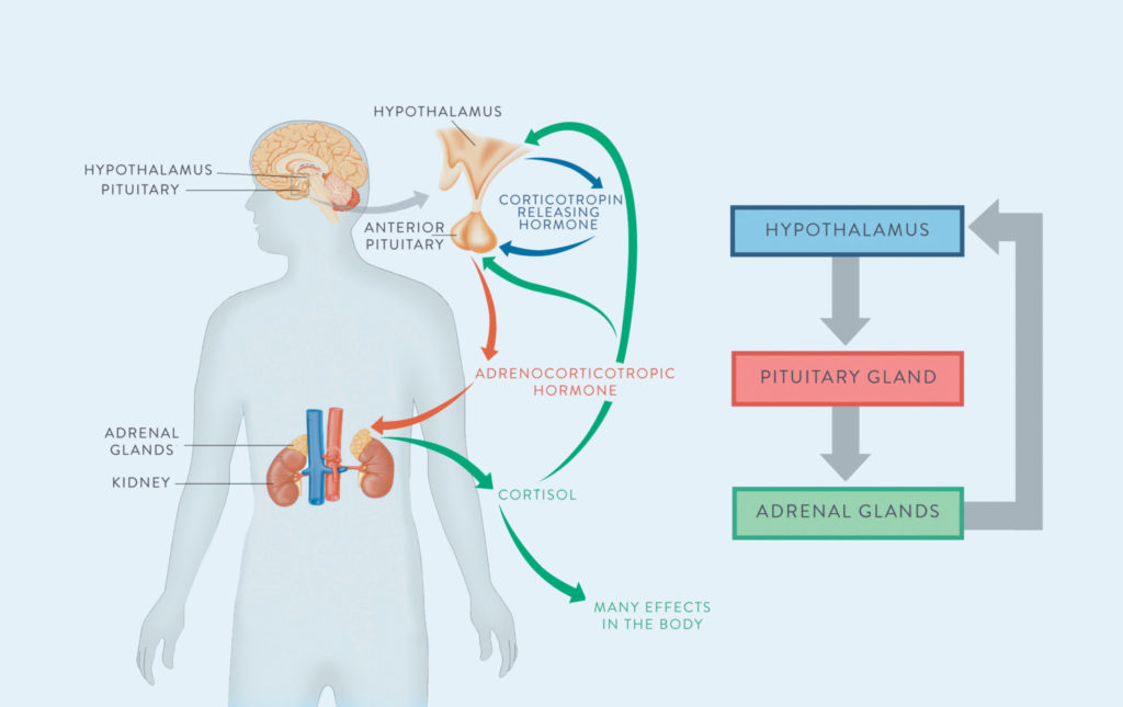 adrenal glands 