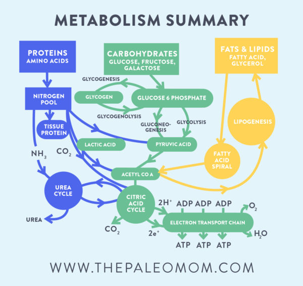 Healthy Weight Loss with Paleo, Part 1 - The Paleo Mom