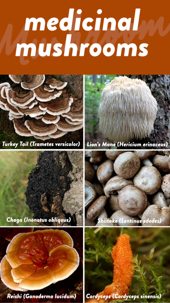 The Power of Medicinal Mushrooms: An Overview - The Paleo Mom